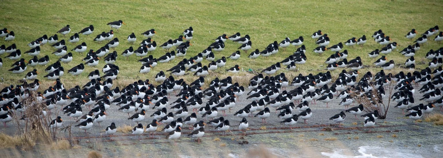 Birds Ameland